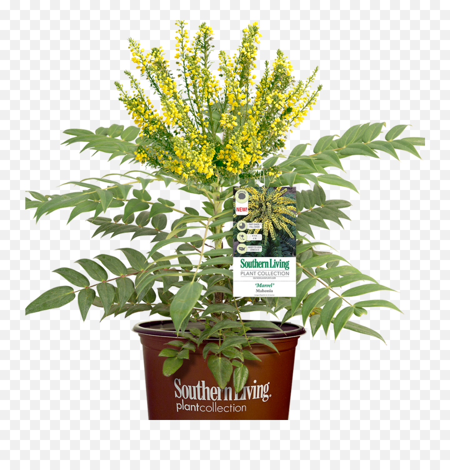 Marvel Mahonia - Southern Living Mahonia Marvel Png,Bushes Transparent