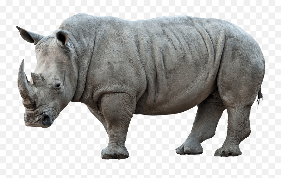 Download Hd Rhinoceros Png Pic - Rhino Png,Rhino Png
