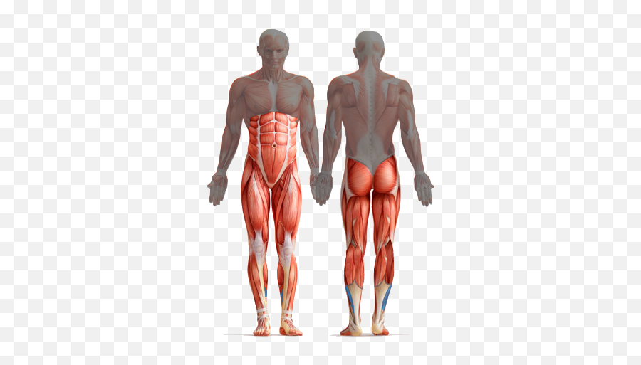 Download Core Muscles Diagram - Farmers Walk Muscles Used Png,Muscles Png