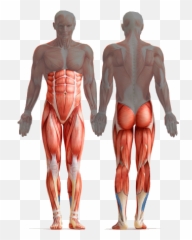 Download Core Muscles Diagram - Farmers Walk Used png