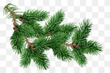 Branch Fir Tree Transparent Png