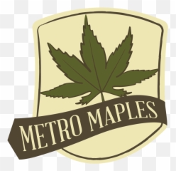 Metro Maples - Maple Png,Japanese Maple Png