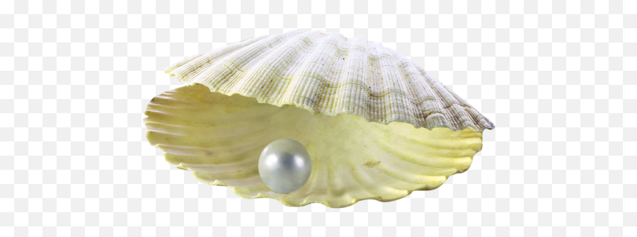 Pearl Shell Transparent U0026 Png Clipart Free Download - Ywd Pearl Shell Png,Shell Png