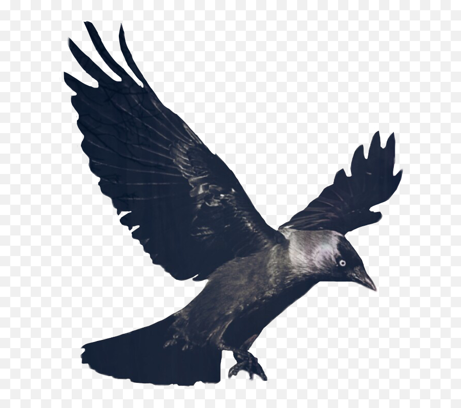 Crow Png Free Pic - Transparent Flying Raven,Crow Png