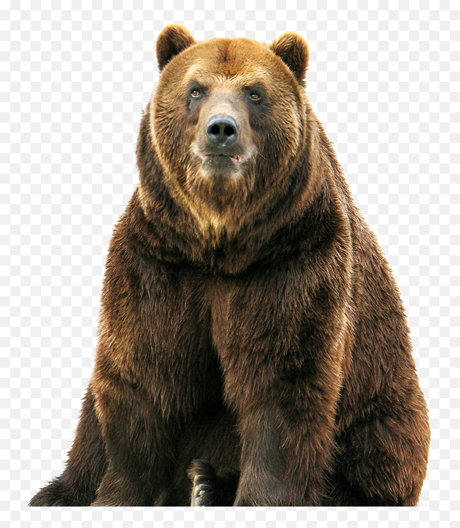 Bear Png Grizzly