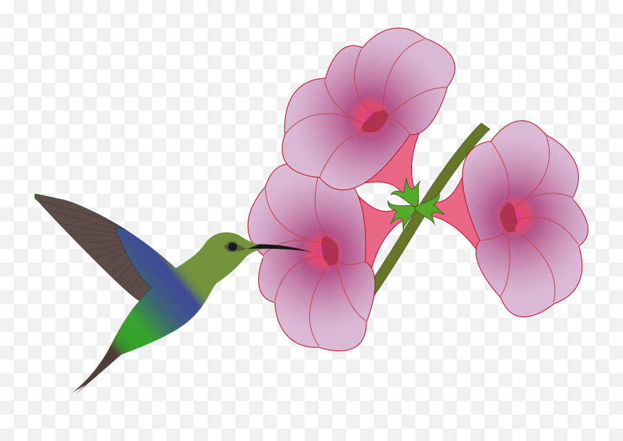 Colibri Bird Picking - Animado Colibri Y Flor Dibujo Png,Flower  Illustration Png - free transparent png images 