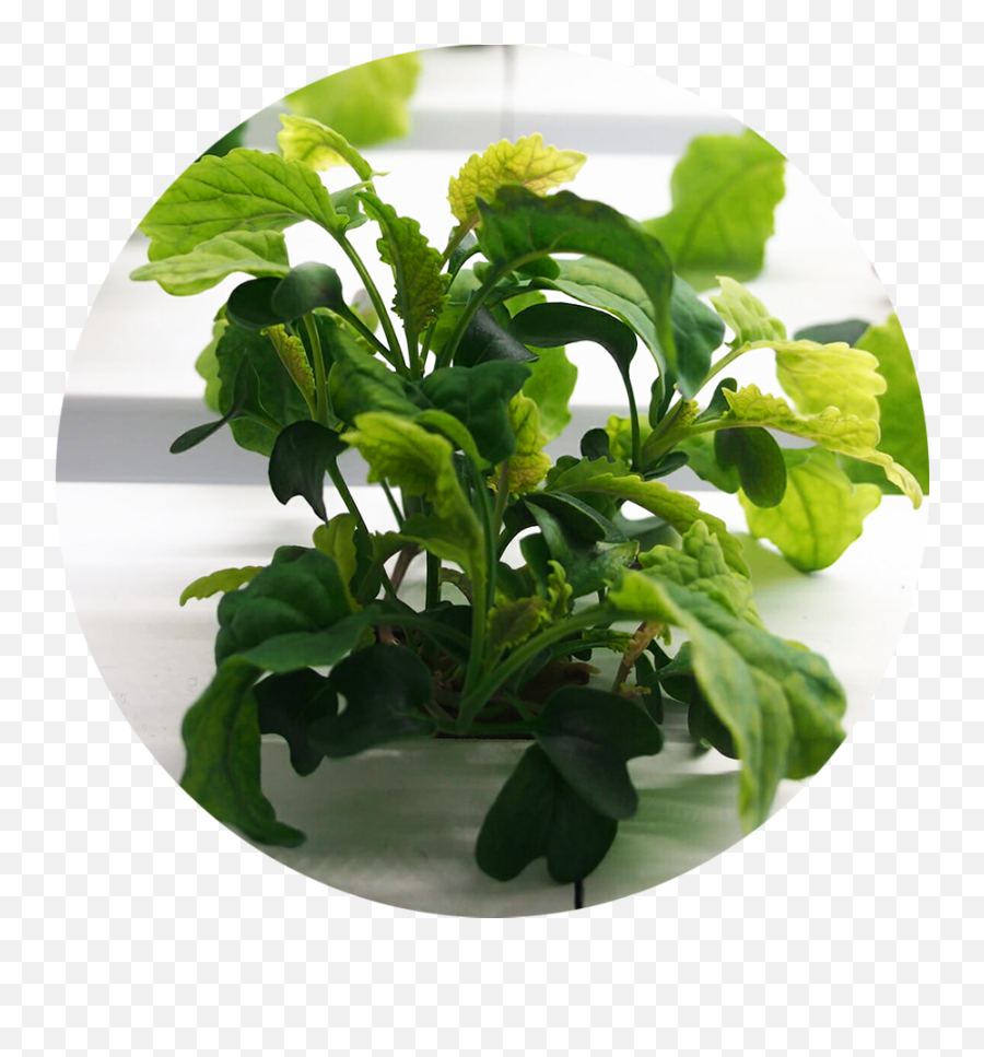 Growcer Mini Cabinet Unit Planting - Spinach Png,Planting Png