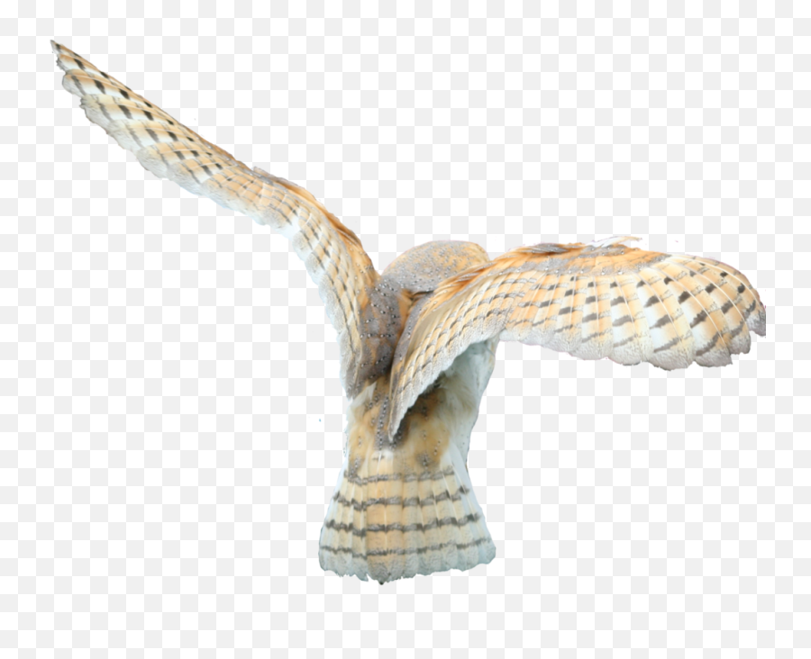 Barn Owl Png Official Psds - Transparent Owl Flying Png,Owl Png