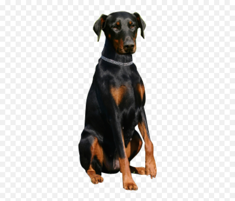 Png Why Choose A Doberman Pinsche - Happy Birthday Images With Doberman,Doberman Png