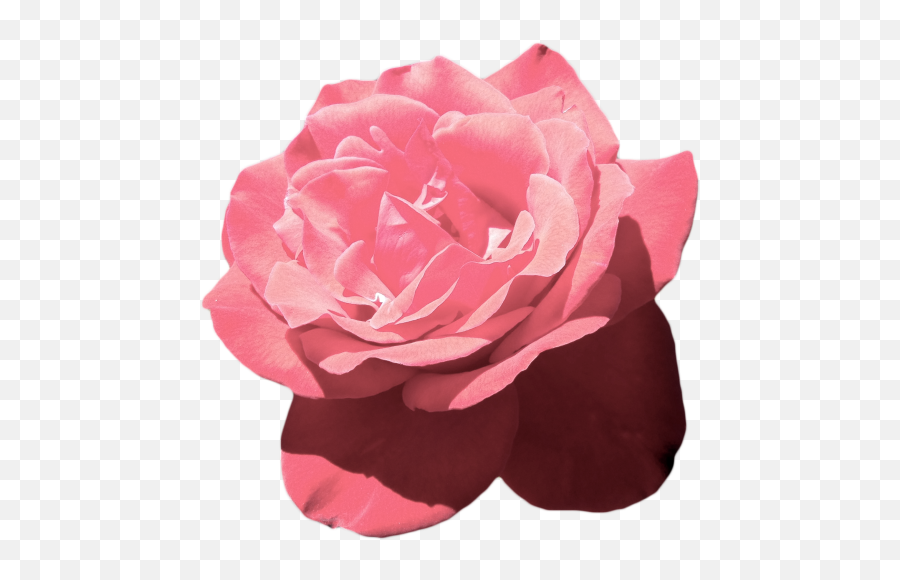 Download Hd Aesthetic Flower Png - Aesthetic Pink Flowers Png,Pink Flowers Png