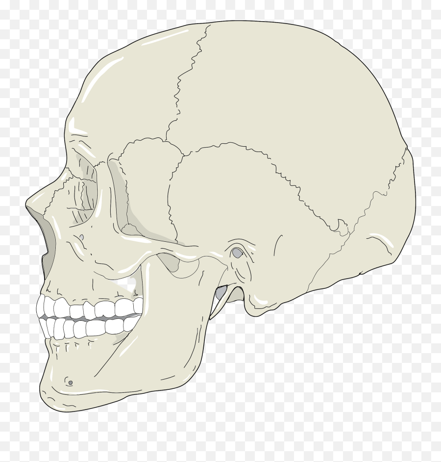 Realistic - Human Skull Profile Png,Human Skull Png