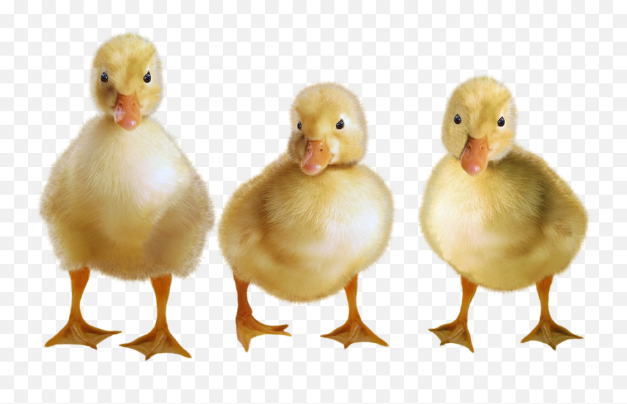 Transparent Png Image Free Clipart - Ducklings Png,Ducks Png