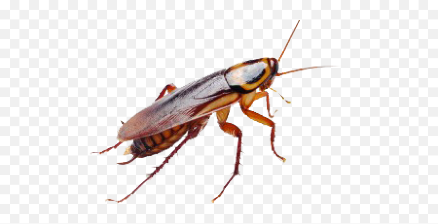 Roach Png Free Download 15 Images - Roaches Bugs,Cockroach Png