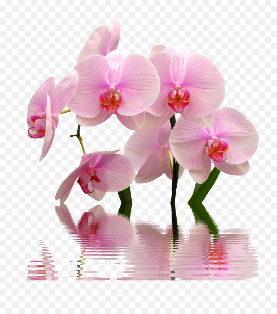 Download Orchid Png Image For Free - Flowers Toxic To Cats,Orchid Png