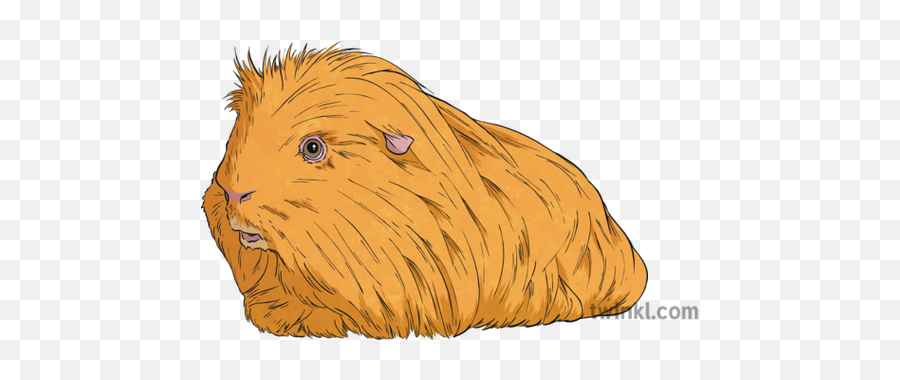Ginger Guinea Pig Illustration - Soft Png,Guinea Pig Png
