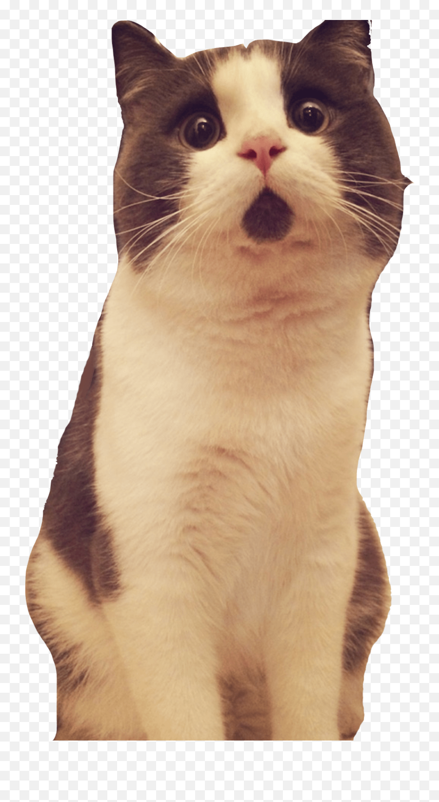 Cat Looking Up Transparent Png - Cat Looking Up Transparent,Transparent Cat