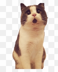 Cat Looking Up Transparent Png