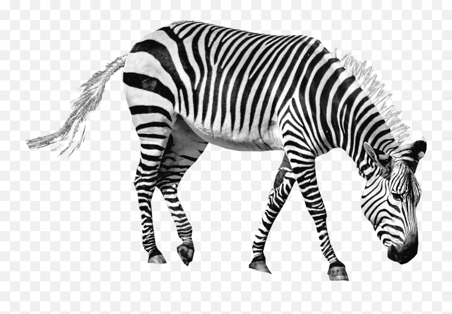 Download Zebra Png Image For Free - Zebra Png Transparent,Zebra Logo Png