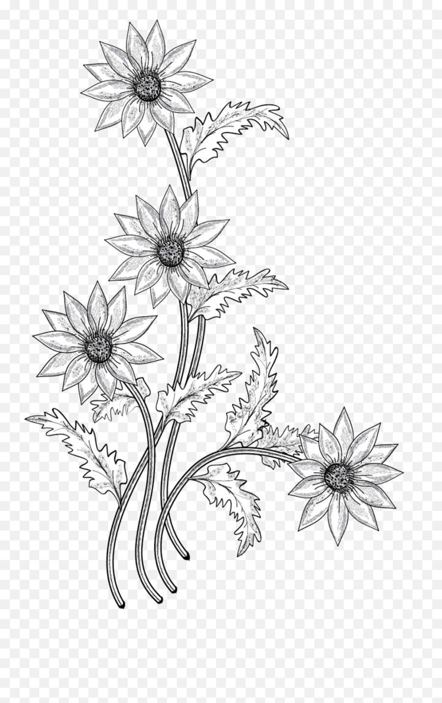 Download Black And White Flower With Stem Clipart - Flower Transparent Flower Drawing Png,Flower Stem Png