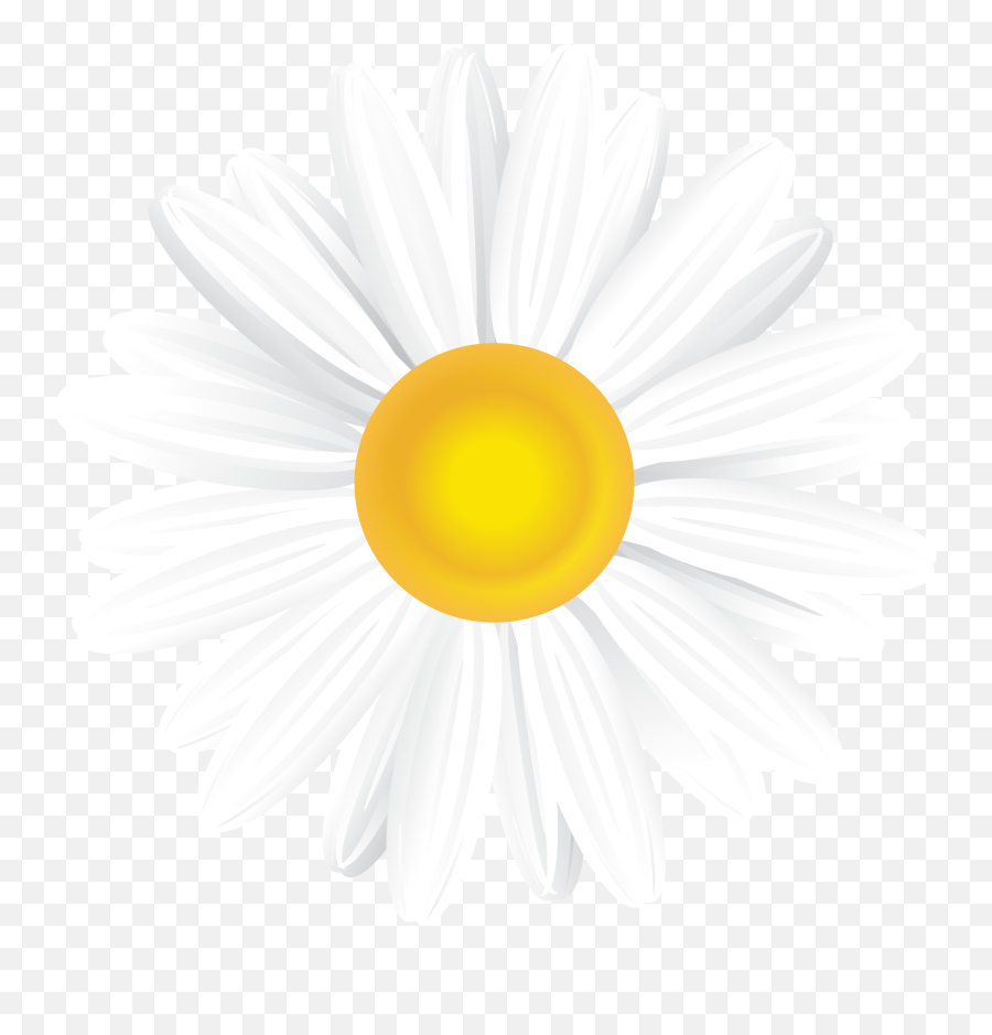 Download Hd White Daisy Png Transparent
