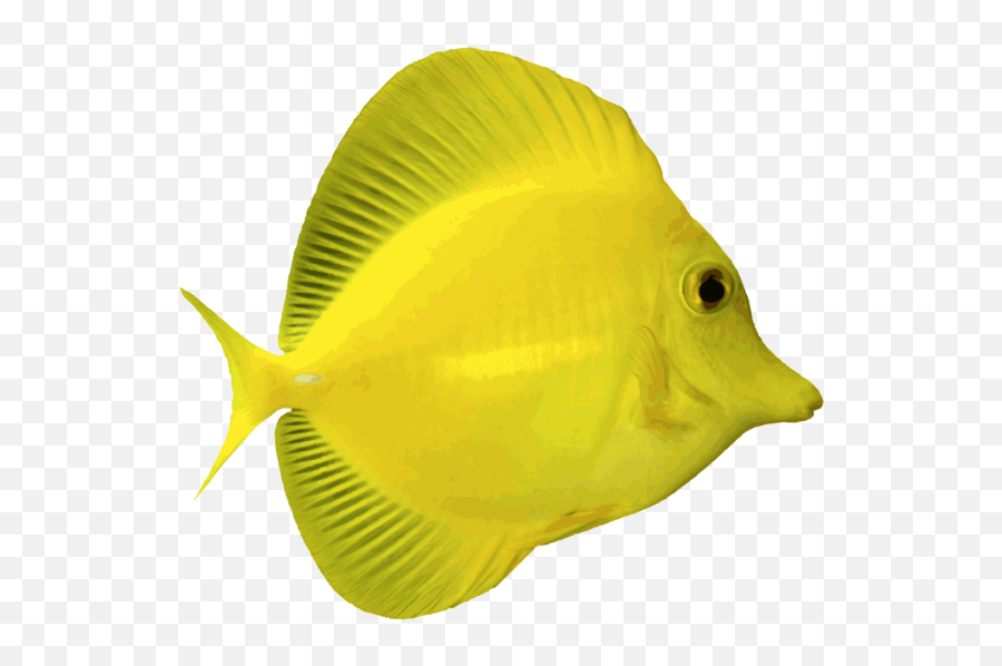 Ocean Fish Png 6 Image - Fish On A Transparent Background,Ocean Fish Png