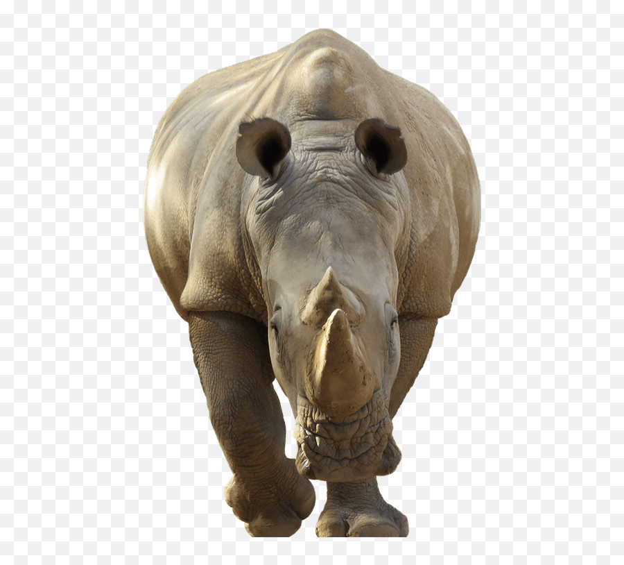Great rhino