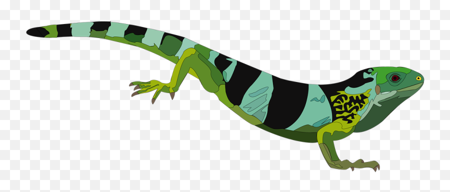 Iguana Reptile Green - Green Iguana Png,Iguana Png