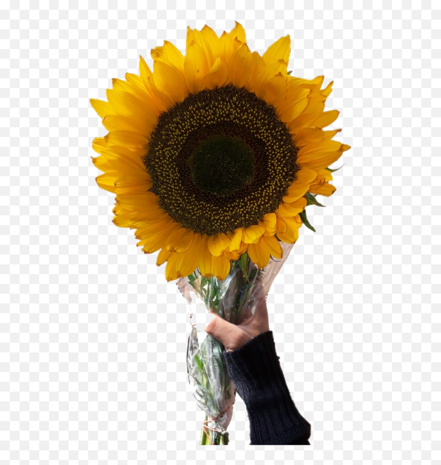 Aesthetic Sunflower Png Transparent Image Arts - Aesthetic Sunflower Tumblr Transparent Png,Transparent Sunflower