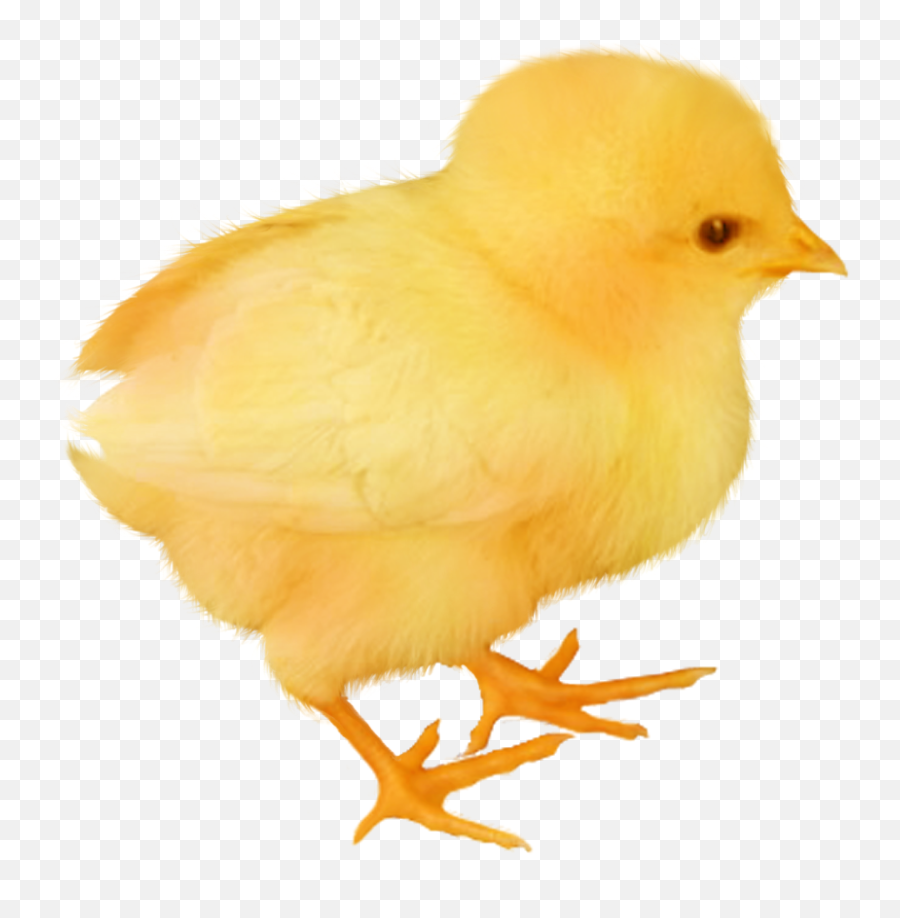 Baby Chicken Transparent Image - Easter Chick Png,Chicken Transparent
