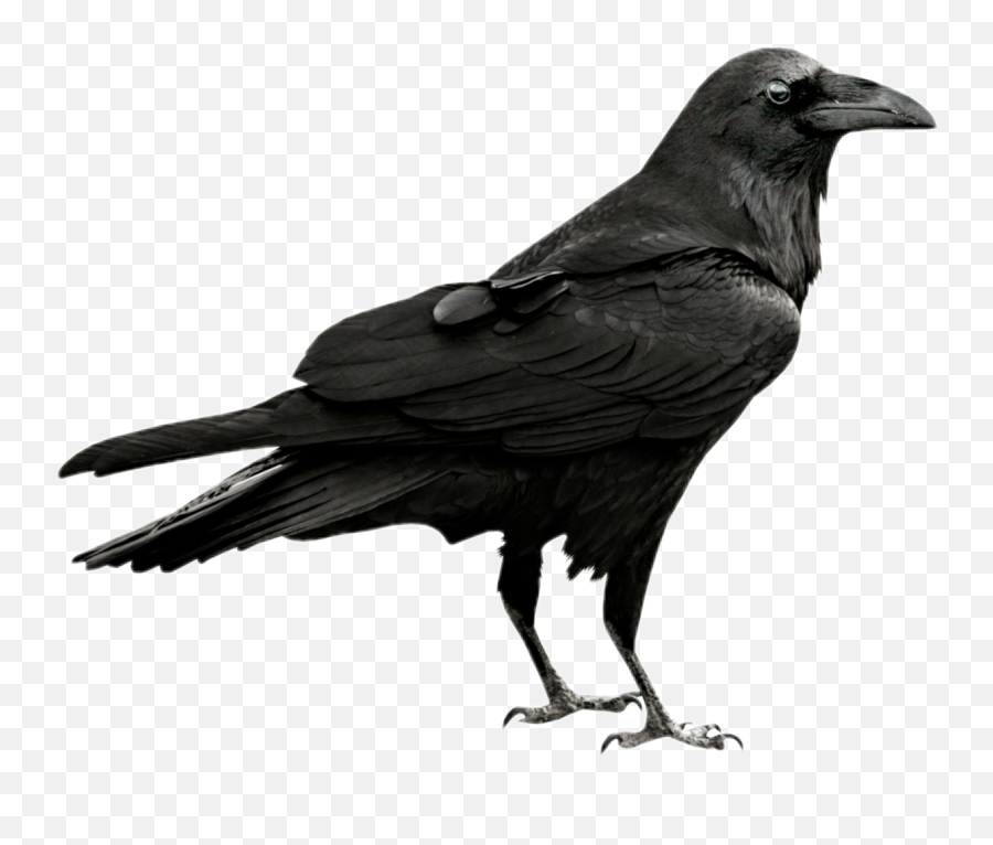 Crow Clipart Gothic Picture - Raven Png,Crow Png