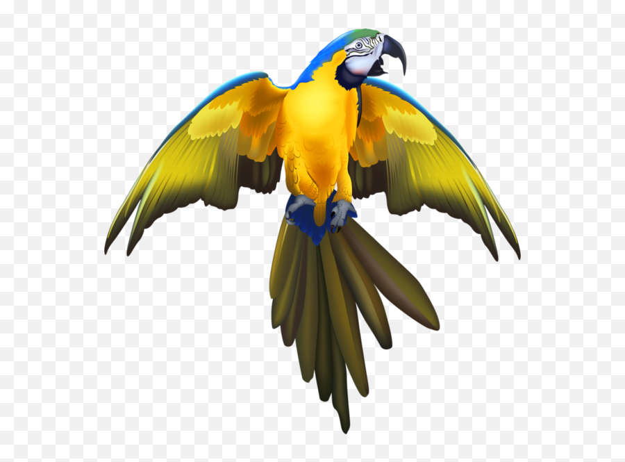 Download Parrots - Cafepress Pirate Parrot Round Coaster Png Macaw With Spreaded Wings,Pirate Parrot Png