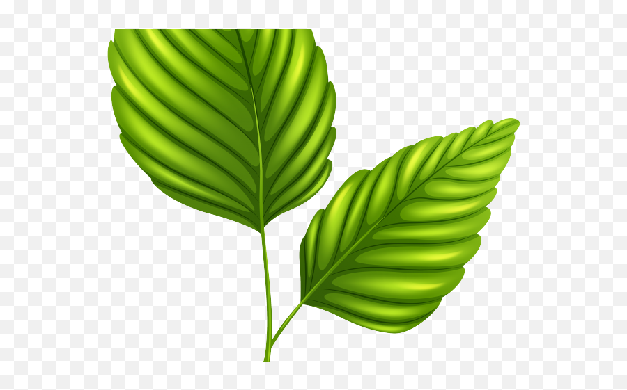 Download Green Leaves Clipart Outline - Green Leaves Clipart Png,Leaves Clipart Png