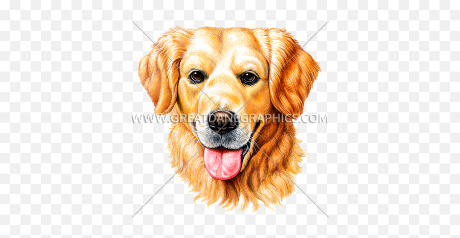 Golden Retriever Face Production Ready Artwork For T - Shirt Face Golden Retriever Png,Golden Retriever Transparent Background