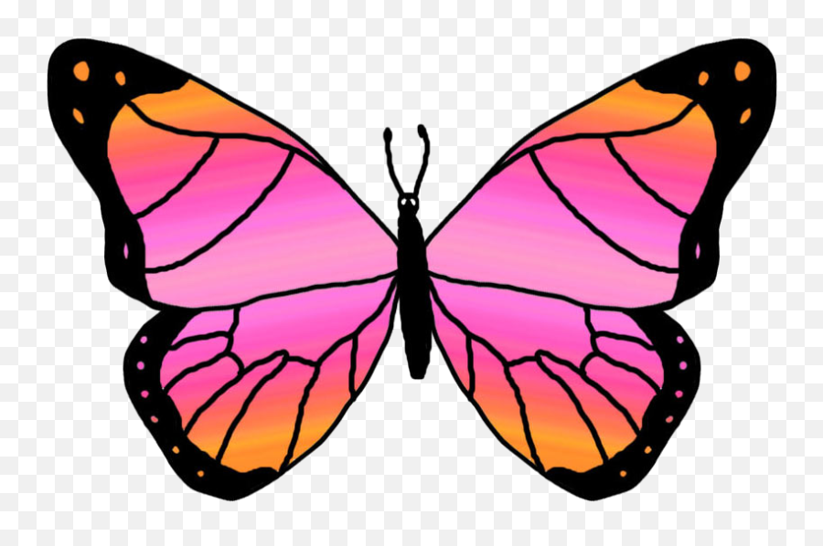 Butterfly Outline Free Clipart Images - Pink And Orange Butterfly Png,Butterfly  Outline Png - free transparent png images 