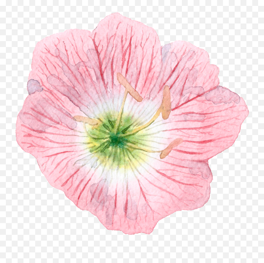 Download Hand Painted Cartoon Hibiscus Png Transparent - Pink Evening Primrose,Hibiscus Png