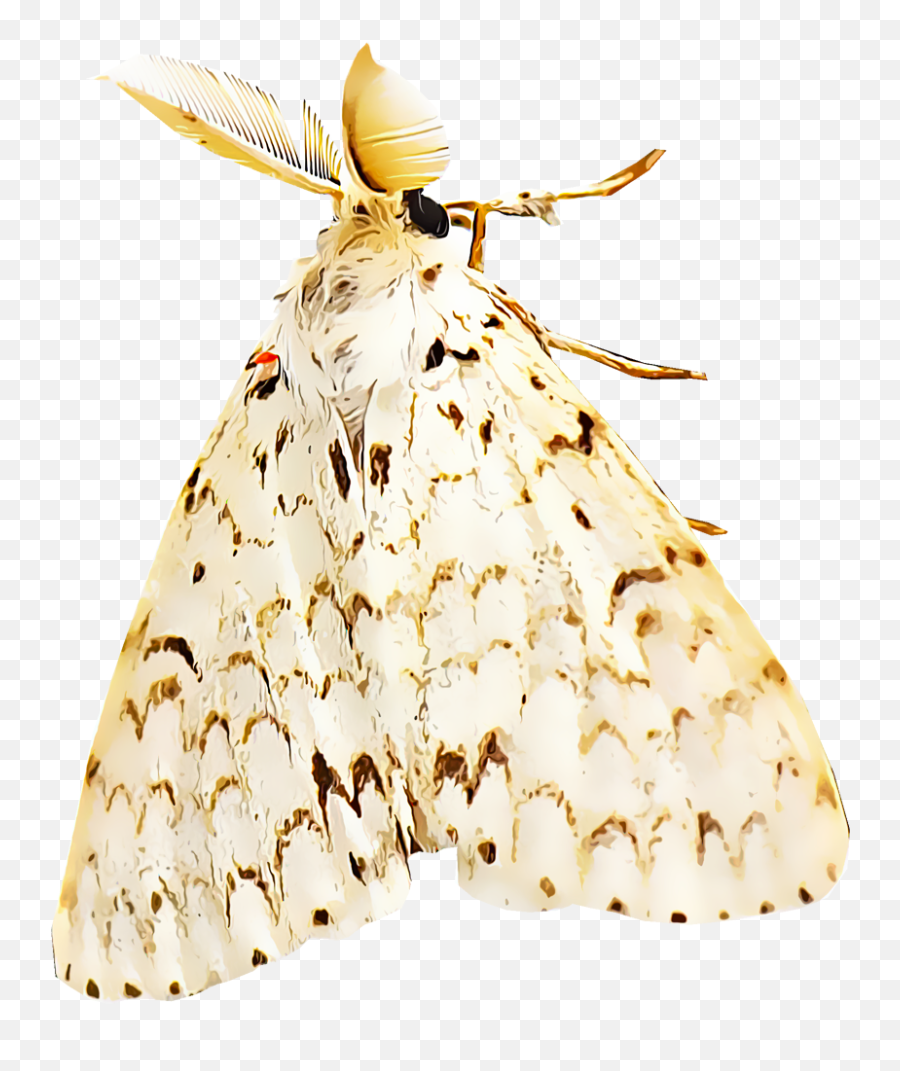 Identify And Control Gypsy Moths - Types Of Gypsy Moths Png,Moth Png