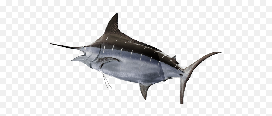 Swordfish Png Transparent Image - Atlantic Blue Marlin,Swordfish Png