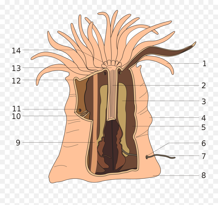 Fileanemone Anatomysvg - Wikimedia Commons Sea Anemone Anatomy Png,Anemone Png