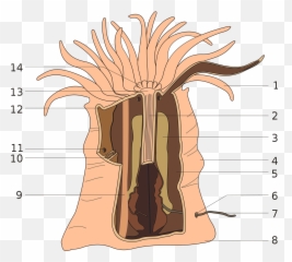 Fileanemone Anatomysvg - Wikimedia Commons Sea Anemone Anatomy Png,Anemone Png