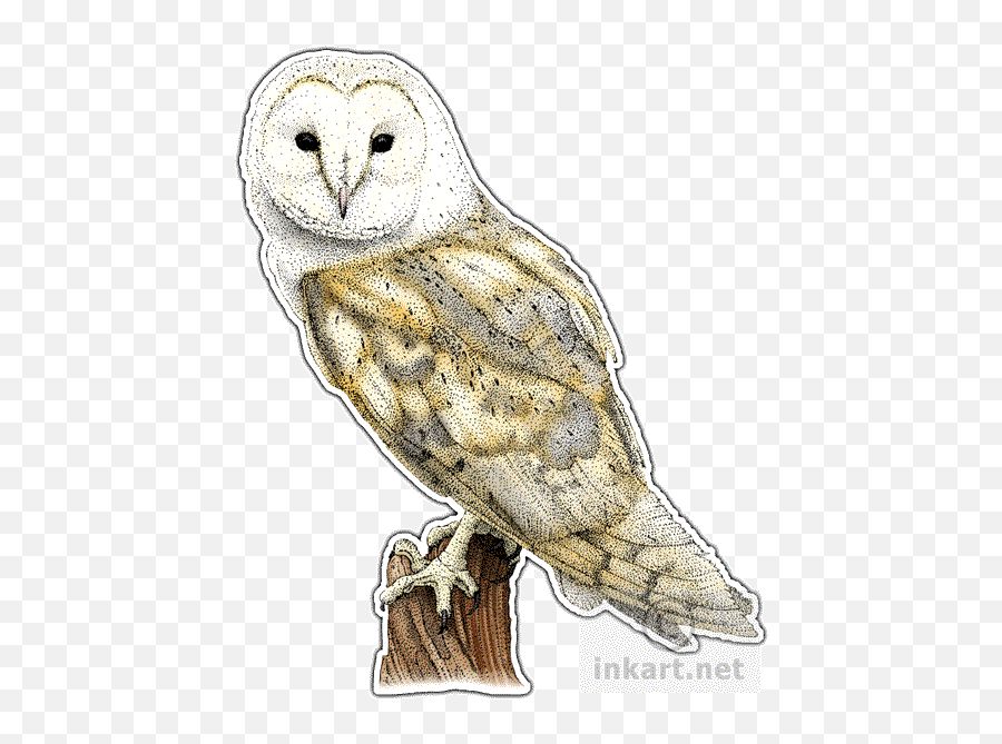 Barn Owl Png File Mart - Barn Owl Drawing,Owl Png