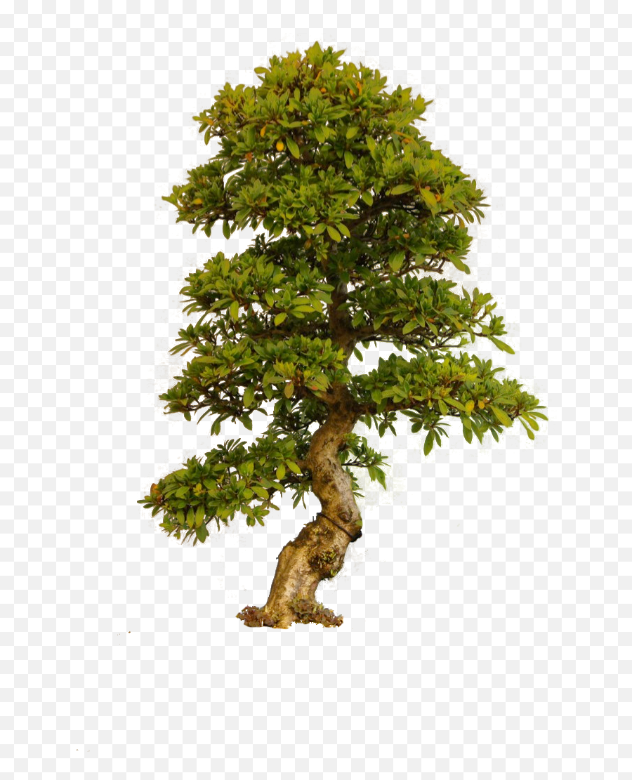 Old Tree Png - Big Old Tree Png,Old Photo Png