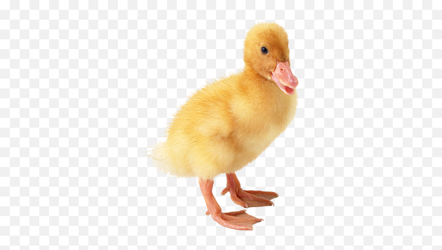 Duck Png Images - Baby Duck Transparent Background,Ducks Png