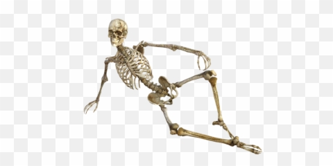 Download Adult Content Safesearch - Anatomy And Physiology Funny Png,Skeleton Png Transparent