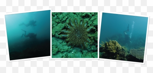 Mpa Reef Survey - Madagascar Research And Conservation Institute Marine Biology Png,Coral Reef Png
