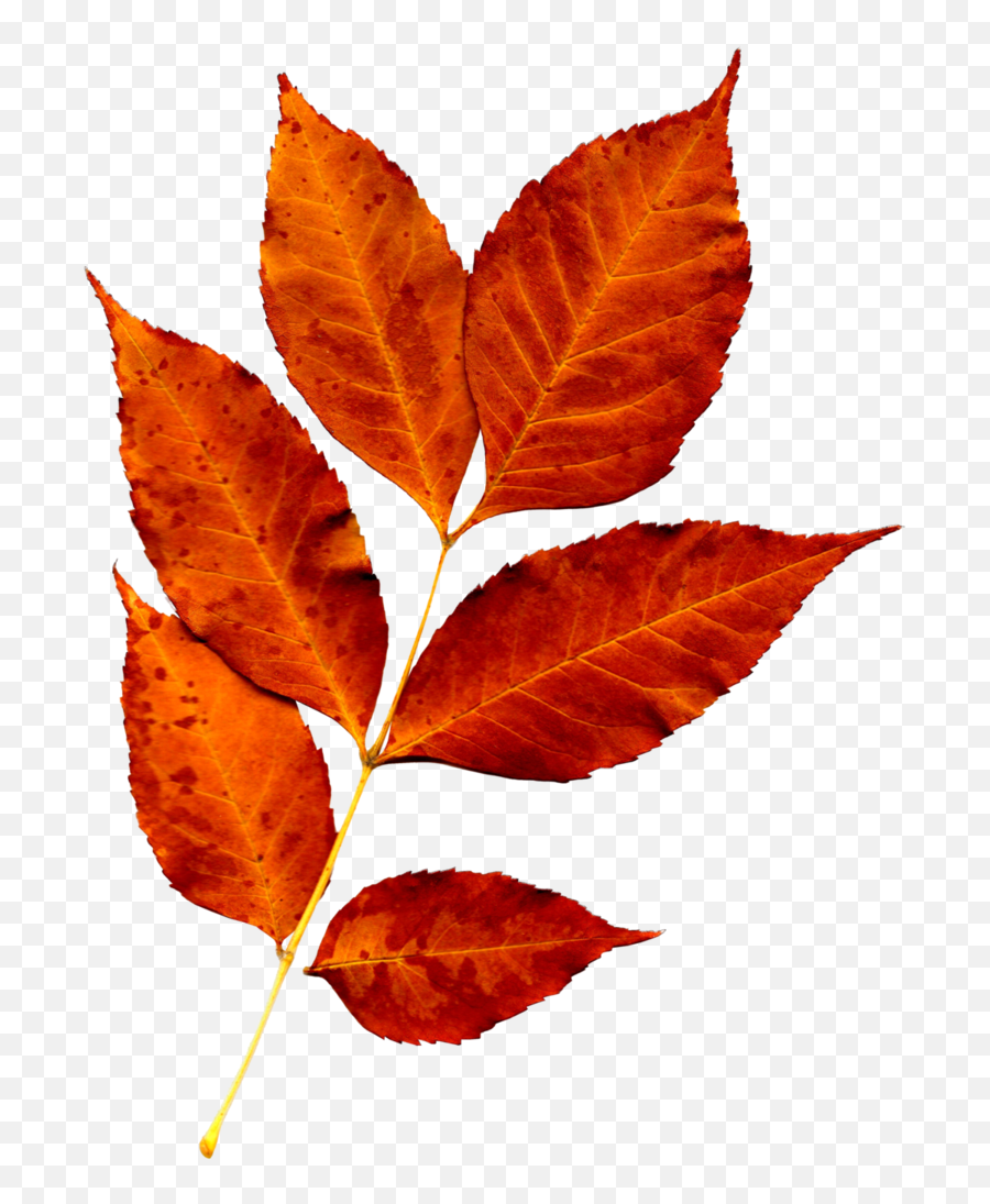 Download Fall Leaves Png Pictures Leaf Flowers - High Resolution Fall Leaves,Fall Flowers Png