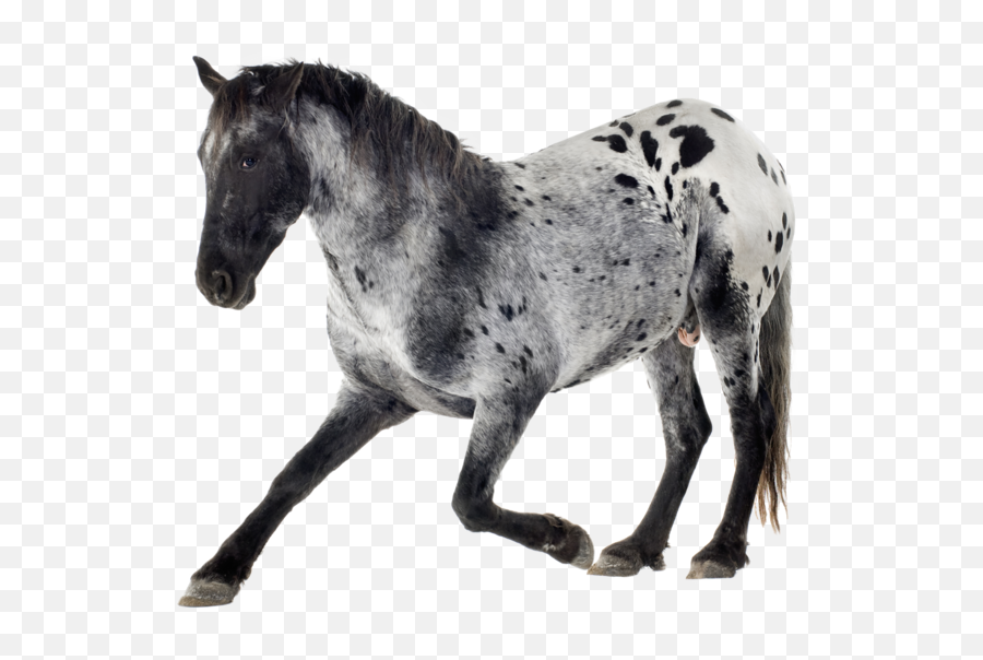 Racing Horse Png - Horse Png U0026 Horse Clipart Transparent Grey And White Horses Appaloosa,Mustang Horse Png