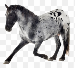 Racing Horse Png - Horse Png U0026 Horse Clipart Transparent Grey And White Horses Appaloosa,Mustang Horse Png