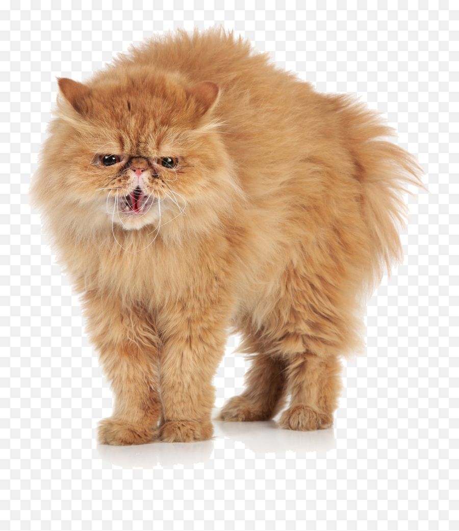 Download Free Png Angry Cat Transparent Images Arts - Angry Cat Transparent,Cat Transparent Background