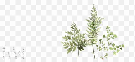 3 All Things Fern Design Experiment - Fern Png,Ferns Png