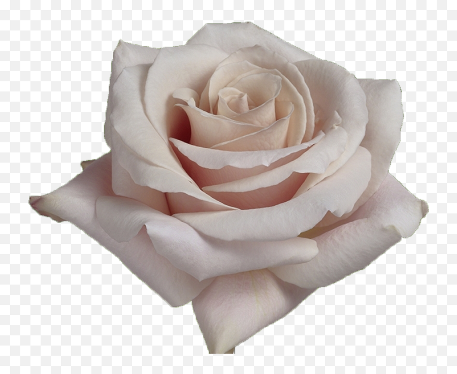 Quicksand - White Rose Quicksand Rose Png,White Rose Transparent